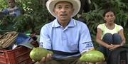 Aguacate en Montes de María, exitosa experiencia 