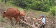 Labranza de conservación: tradición que desaparece