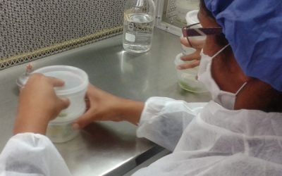 Un laboratorio de semilla de papa en manos de las comunidades