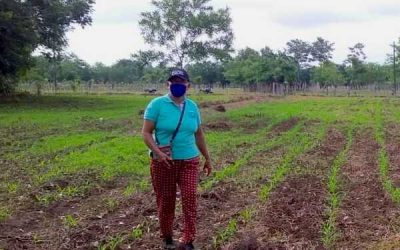 Controladores biológicos en el cultivo de maíz