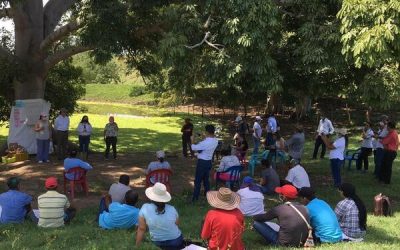 Productores de ñame se fortalecen en Sucre