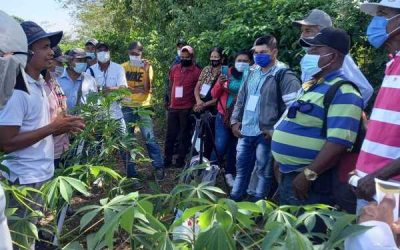 Generando alternativas de desarrollo para productores de yuca industrial en Sucre