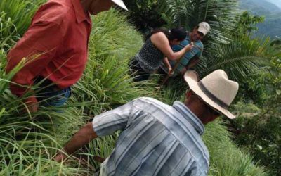 Trabajo en comunidad con limoncillo