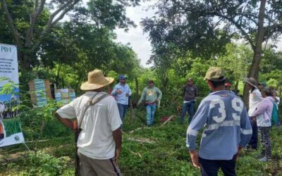 Implementación de un Núcleo de Innovación Participativa Silvopastoril en Sucre